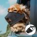 Adjustable Breathable Muzzle for Small Dogs - Safe Comfortable Prevents Biting & Barking (S Black) - Buy Online on GoSupps.com