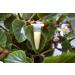 PLAT Firm Germinazione dei Semi: 5: Orchidea Keiki Pasta citochinina ormone Della Crescita Phalaenopsis - Buy Online on GoSupps.com