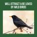 Honeyfields 5Kg Wild Bird Food - High Quality Blend for All Seasons - Buy Online on GoSupps.com