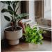 TOPBATHY Home Decor 5 Pcs Simulated Potted Plant Small Pulp Potted Plants Eucalyptus Small Greenery Decor As Shownx5pcs 22x8cmx5pcs - Buy Online on GoSupps.com