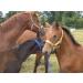 Harry's Horse Stirrup Protectors - Fleece Stirrup Dirt Cover (1 Pair) for Equestrian | International Shipping Available - Buy Online on GoSupps.com