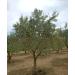 Gulluoglu Turkish Olive Oil (in the village of Eriklice ark y Tekirda ) 200 Ml-250 gr daily fresh shipment from Thrace region. - Buy Online on GoSupps.com
