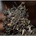357g (0 787lb) Yunnan Haute Montagne Rime Sauvage Brut Th Pu'er Qi Zi Vieux Th Vert Puer Th Vert Th Pu-erh Th MengHai Pu erh Th Th Chinois En bonne sant Th Puerh Vert Bon Sheng cha - Buy Online on GoSupps.com