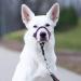 Goodboy Dog Halter with Seat Belt | No Pull Padded Harness for Small Medium & Large Dogs - Size 1 Pink - Buy Online on GoSupps.com
