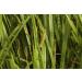 Calamus Rhizome Tea | Acorus Calamus | Acore Odorant Rhizome Health Embassy (50g) - Buy Online on GoSupps.com