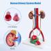 Life-Size Male Urinary System Anatomy Model - Detailed Bladder Kidneys Ureters & Adrenal Glands with Manual | Ideal for Medical Education & Study - Buy Online on GoSupps.com
