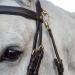 Buy Sunride English Combined Bridle Berlin with Reins - Soft Real Leather Adjustable Anatomical Design (Full Brown) - International Shipping Available - Buy Online on GoSupps.com