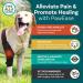 Hip Brace for Dogs Dog Hip Dysplasia Brace with 10 Support Sticks - Comfortable Hip and Leg Protector Breathable for Small Senior and Disabled Dogs - Buy Online on GoSupps.com