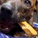 EcoKind Gold Yak Dog Chews | Grade A Healthy & Odorless Treats for Dogs - Buy Online on GoSupps.com