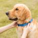Adjustable Martingale Dog Collar - Durable No Escape Pull Control for Large Medium Small Dogs (L Blue) - Nylon Training & Safety - Buy Online on GoSupps.com