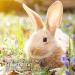 Aniforte Nature Rodent Food 4.5kg | Healthy Species-Appropriate Diet for Hamsters Guinea Pigs & Rabbits - No Artificial Additives - Buy Online on GoSupps.com