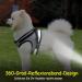 Shop XS Gray Cat Leash Set - Adjustable Polyester Vest & Dishes with Reflective Stripes for Cats & Kittens - International Shipping Available - Buy Online on GoSupps.com
