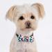 PAWHITS 2PCS Dog Cat Bow Tie Color Butterfly Collar - Cute Pet Costume Accessories - Buy Online on GoSupps.com