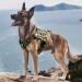 OneTigris Tactical Dog Vest | Service Dog Harness | MOLLE Dog Training Harness 1000D Nylon - XL Ranger Green - Buy Online on GoSupps.com