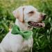 Dogwong Green Dog Leash - Comfortable Adjustable Pet Line for Small & Medium Dogs (Pack of 1) Ideal for Boys & Girls - Buy Online on GoSupps.com