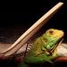 BYUTFA 11 Inch Reptile Bamboo Tweezers | Curved Feeding Tongs for Bearded Dragons & Lizards | Eco-Friendly & Natural Pet Supplies - Buy Online on GoSupps.com