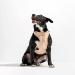 Wild One No-Pull Dog Harness with 3 Leash Clips | Adjustable & Padded Vest for Comfort | Stretchy Tan Medium - Buy Online on GoSupps.com