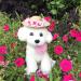 POPETPOP Pet Flower Straw Hat - Size S, Pink Flower - Cute Dog Sunhat for Spring and Summer - Buy Online on GoSupps.com