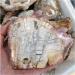 200G Irregular Natural Rough Woodstone Slices Wood Fossil Slab Vintage Coasters Raw Xylopal Stone Cottage Decor (Size : 300 350g) - Buy Online on GoSupps.com