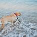 Wolfone 15m Waterproof Dog Leash - Heavy Duty Tow Line with Anti-Slip Handle for Outdoor Training | Long Recall Leash for Dogs - Buy Online on GoSupps.com