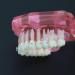 Buy Dental Orthodontic Teeth Model with Metal & Ceramic Brackets - Ideal for Study & Research | International Shipping Available - Buy Online on GoSupps.com