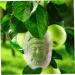 SEWOART Vegetable Mold Fruit Melon Shaping Mold Vegetable DIY Multifunction to Play with - Buy Online on GoSupps.com