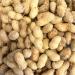 *Special* Peanuts in Shells 200g Premium Safe Wild Bird Food Monkey Nuts Afflotoxin Free Peanut 200 g (Pack of 1) - Buy Online on GoSupps.com