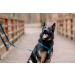 CHABA Medium Dog Harness - Adjustable Comfortable & Control for Training - Anti-Choke Design for Running & Walking - Buy Online on GoSupps.com