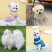 KASESSS 2 Pcs Dog Jumper Winter Dog Jumpers Small Warm Small Dog Jumper Knitted Puppy Jumpers for Small Dogs Puppy Sweater Dog Clothes for Small Dogs Cats Kitten Yorkie Chihuahua(Blue Purple) - Buy Online on GoSupps.com