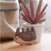 Creative Hedgehog-Shaped Comb - Premium Black Walnut Solid Wood Head Massage Hairbrush Unique Gift Idea Hedgehog comb - Buy Online on GoSupps.com