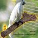 Zerodi Heated Bird Seat with Adjustable Temperature & EU Connector - Perfect for Birds & Hamsters - Buy Online on GoSupps.com