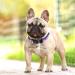 Heele Dog Collar for All Sizes | Adjustable & Comfortable Purple Sunset Design | Robust Patterned Collars for Puppies Small Medium & Large Dogs - Buy Online on GoSupps.com
