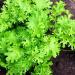 Mustard tendergreen Seeds - 100+ Premium Quality Seeds - Buy Online on GoSupps.com