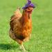 6 Pieces Chicken Hats for Hens Tiny Pets Funny Halloween Accessories Feather Top Hat with Adjustable Elastic Chin Strap Rooster Duck Parrot Poultry Stylish Show Costume() Simple Style - Buy Online on GoSupps.com