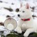 Personalized Stainless Steel Dog Tags - Custom Engraved for Dogs & Cats - Unique Shapes & Designs - Buy Online on GoSupps.com