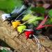 15-Piece Fly Fishing Kit | Nymphs for Bass & Pike | Includes Storage Box for Mandarin Fish & Perch Accessories - Buy Online on GoSupps.com