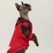 Fitwarm Plaid Pet Sweatshirt Hoodie for Dogs and Cats - Red, Medium - Buy Online on GoSupps.com