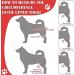 Dog Leg Bracket Pet Dog Leg Support Bracket Dog Hind Leg Protection Device Adjustable Knee Bracket Leg Bracket Dog Arthritis Bracket for Dog Hind Leg Rehabilitation L - Buy Online on GoSupps.com