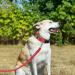 Joytale Personalized Reflective Nylon Dog Collar | Engraved Custom Name Plate | 12 Colors & 5 Sizes | for Puppy Small Medium Large Dogs | Red - Large (1.0 x 16-24) - Buy Online on GoSupps.com