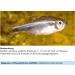 Sera Med Professional Protazole 100 ml - Effective Treatment for Fish Skin Parasites | Aquarium Medicine - Buy Online on GoSupps.com