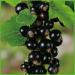 Blackcurrant 'Titania ' Half-standard - In Container Titania