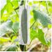 4pcs Shaped Growth Mold Fruit Molds Cucumber Shaping Heart Fruit Growth Mold Pumpkin Molds for Cucumber Molds for Garden Cookie Decorating Tools Cucumbers Plastic Shaper Star Shape - Buy Online on GoSupps.com