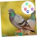 400 Pcs Pigeon Foot Ring Pigeon Supplies Number Baby 1X0.5cmx2pcs Colorfulx2pcs - Buy Online on GoSupps.com
