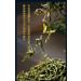 Pu-erh tea 2020 SHENG JIA YUAN He Kai 357g Raw - Buy Online on GoSupps.com