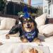 Dog Birthday Hat Dog Party Hat with Bow Tie Collar and Gold Number Dog Birthday Bandana Hat Bow Tie Set Reusable Dog Cats Birthday Cap for Pet Puppy Cat Birthday Party Decorations (Blue) - Buy Online on GoSupps.com
