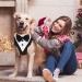 Dog Smoking Bandana Collar & Leash - Adjustable Tuxedo Headscarf for Small to Medium Dogs | Formal Wedding Party Attire - Buy Online on GoSupps.com