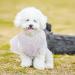 Elegant Asenku Dog Dress - Princess Outfit for Small & Medium Dogs | Perfect for Weddings Birthdays & Formal Events (XXS White) - Buy Online on GoSupps.com