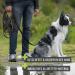 Reavet 5m Waterproof Dog Leash - Robust Black Training Line with Padded Handle for All Dog Sizes - Buy Online on GoSupps.com