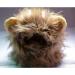 Yunt Pet Costume Lion Mane Wig for Dog Cat Christmas Xmas Santa Halloween Clothes Festival Fancy Dress up with Ears As Shown in Image - Buy Online on GoSupps.com