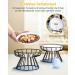 Dorakitten 2Pcs Ceramic Raised Cat Bowl Set | Anti-Vomiting & Non-Slip Cat Feeding Dish | Elevated Pet Bowl for Spine Health | Comfortable & Dishwasher Safe - Buy Online on GoSupps.com
